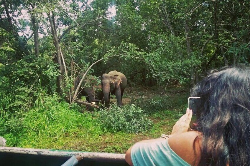 At Minneriya National Park Safari