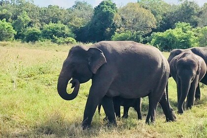 Safari Tour at Minneriya National Park