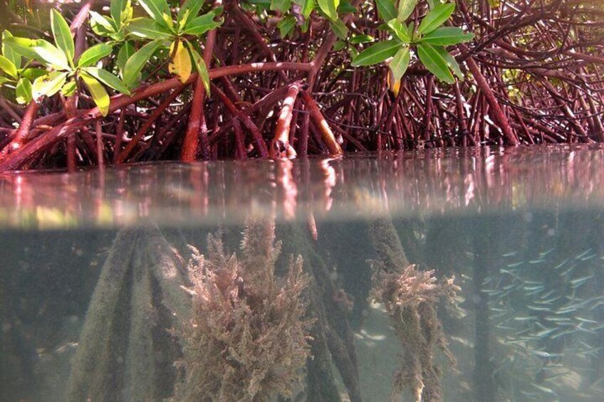 Best of Mangrove Lagoon Kayak, Hike and Snorkel Adventure with Picnic Lunch