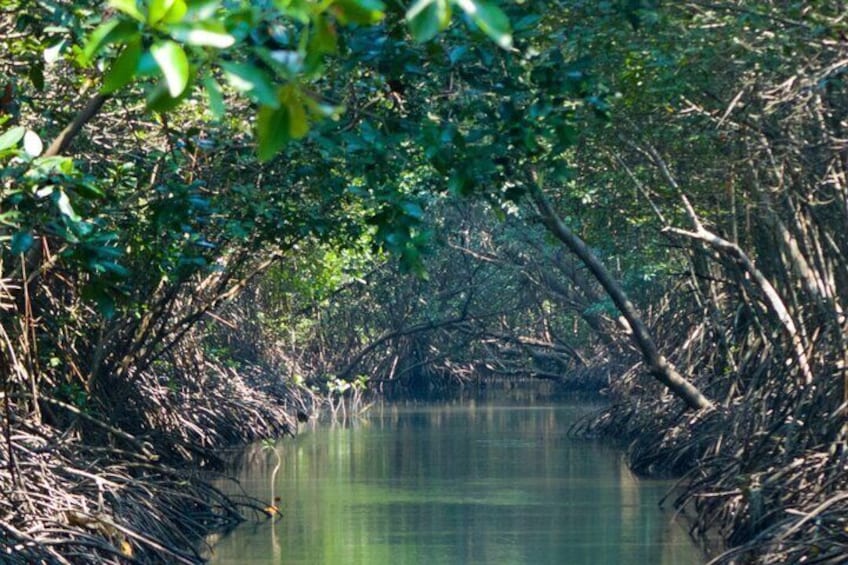Sunset Kayak Tour in the Mangrove Lagoon, St Thomas