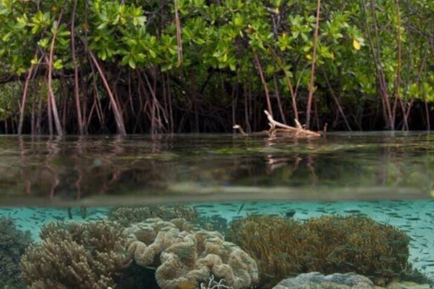 Sunset Kayak Tour in the Mangrove Lagoon, St Thomas