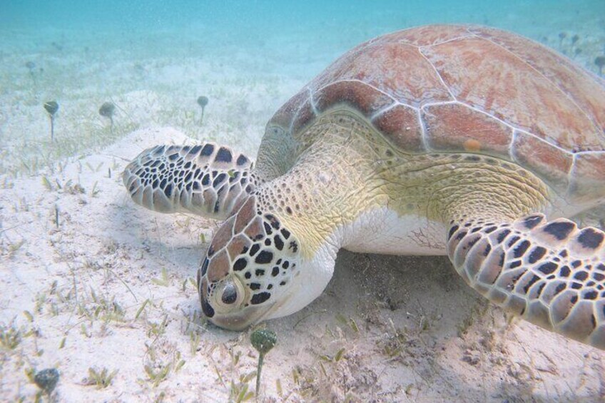 Caneel Bay Kayak, Hike, and Snorkel with Sea Turtles