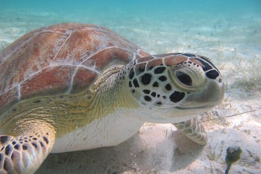 Caneel Bay Kayak, Hike, and Snorkel with Sea Turtles