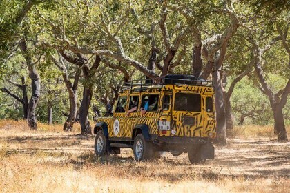 Jeep Safari Tour - Half Day