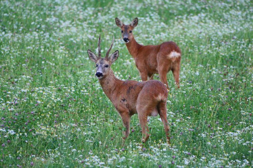 See if you can spot some roe deers 