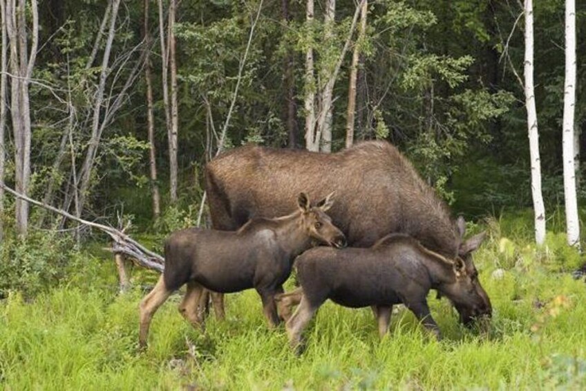 Seek out Moose on your evening Wildlife Safari from Stockholm