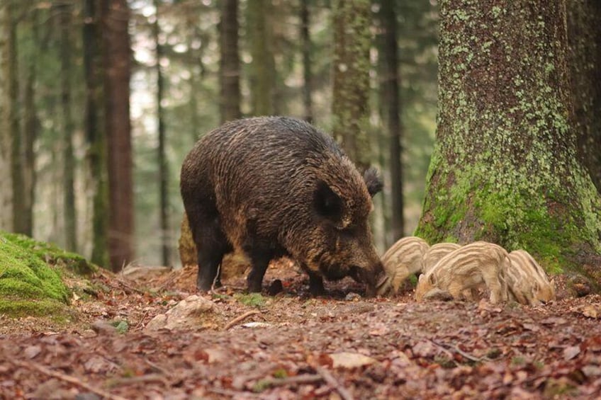 Seek out wild boar on your evening Wildlife Safari from Stockholm
