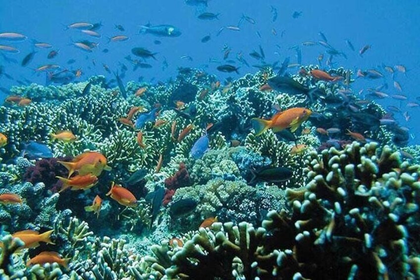 Fish at Tanjung Jepun Beach