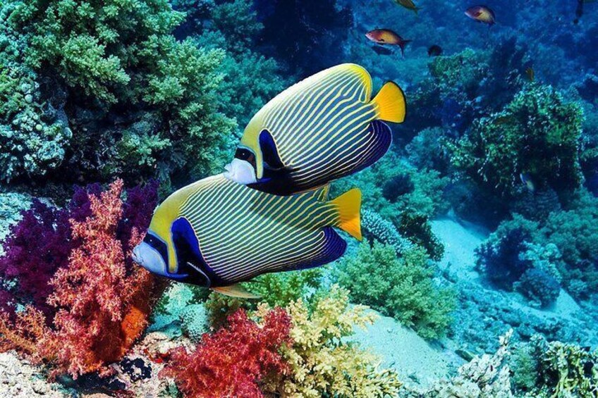 Blue Lagoon Snorkeling