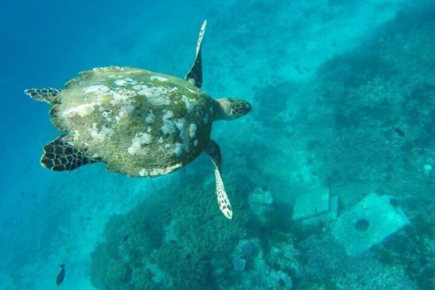 Turtle at Blue Lagoon Beach