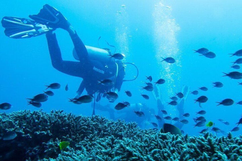 Tulamben Diving USS Liberty Shipwreck Private Transfer All-inclusive