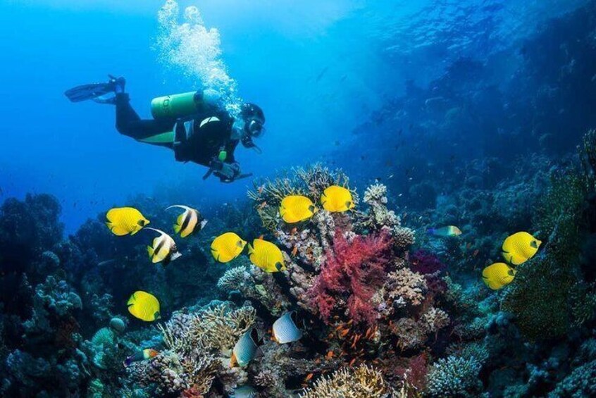 coral tulamben beach