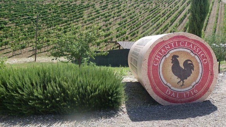 Chinati vineyard