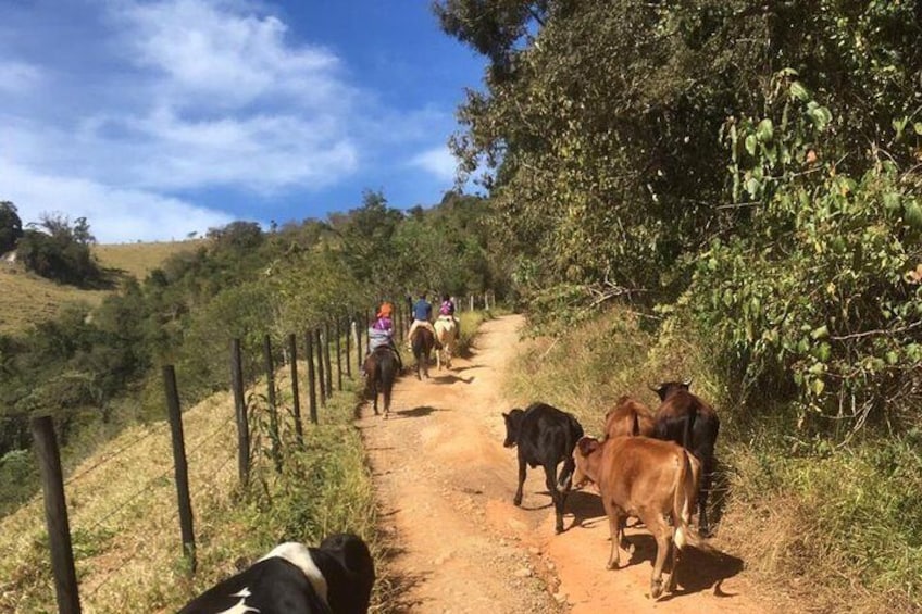 Exclusive Horseback Riding from Paraty with Pic-nic at Belvedere