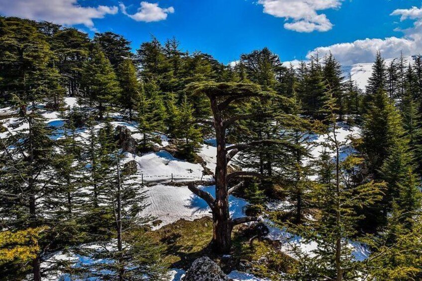 Cedars during Winter