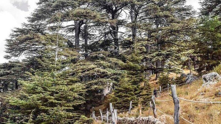 Cedars of God
