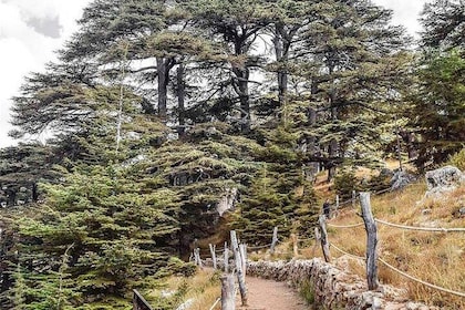 Cedars of Lebanon, Qozhaya, & Bcharre - With Lunch (4G on Board)