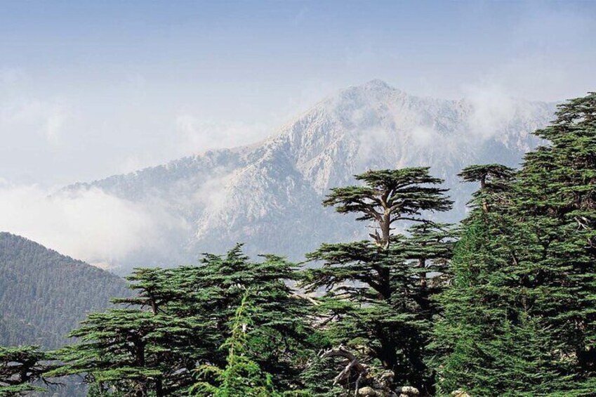 Cedars of Lebanon, Qozhaya, and Bcharre Day Trip from Beirut