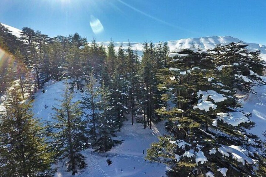 Cedars Forest 
