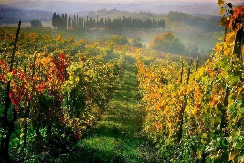 Tuscany Hiking Tour from Siena Including Wine Tasting