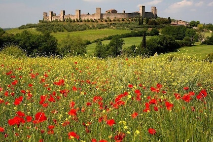 Tuscany Hiking Tour from Siena Including Wine Tasting