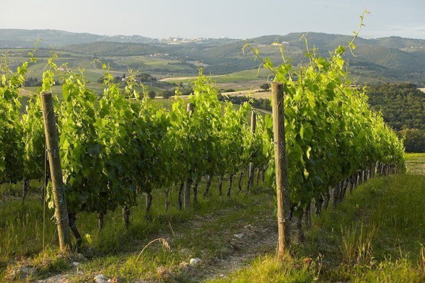 vine rows