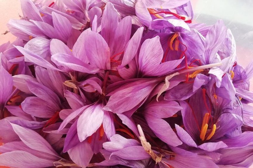 Saffron flowers