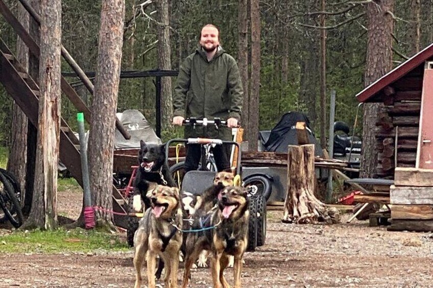 Autumn Husky Sit and Drive Cart Tour from Kiruna