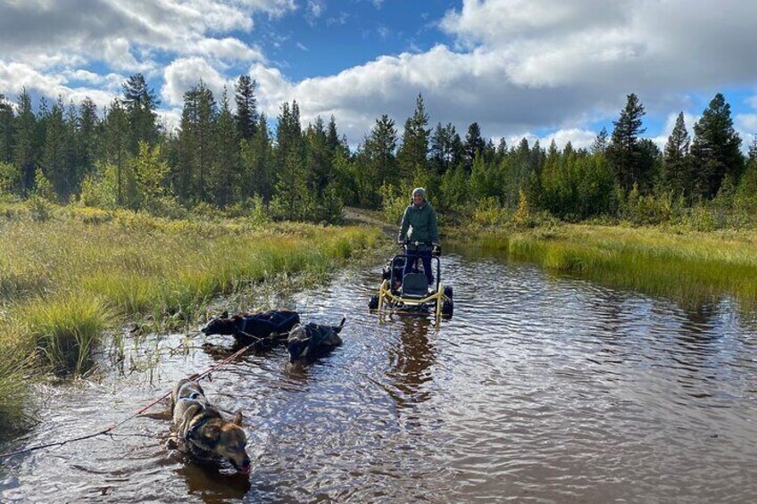 Autumn Husky Sit and Drive Cart Tour from Kiruna