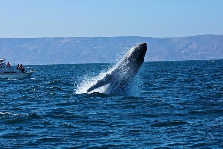 Humpback whales showing off