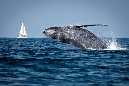 Humpback whales Watching + Samana Eco-Tour