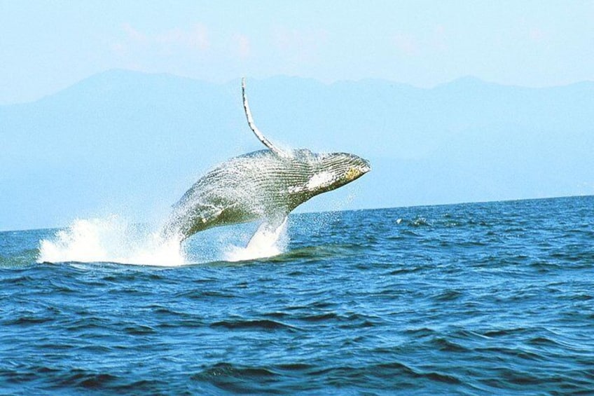 Humpback Whales acrobatics games