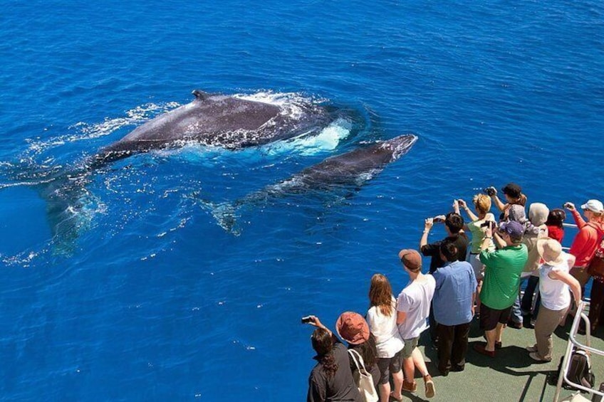 Humpback whales Watching + Samana Eco-Tour