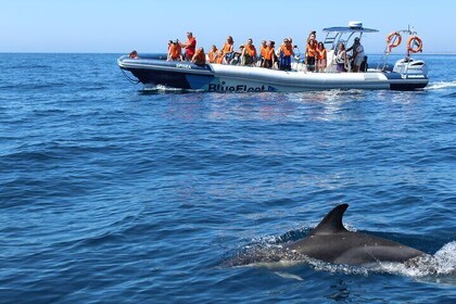 Dolphin Watching from Lagos with Marine Biologists