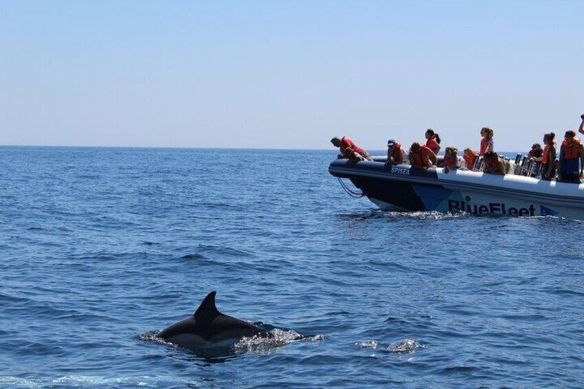 Dolphin Watching from Lagos