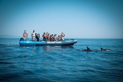 Observation des dauphins au départ de Lagos