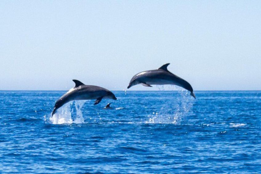 Dolphin Watching from Lagos