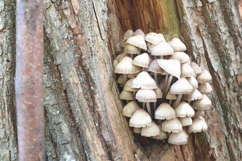 sLOVEnia MUSHROOM PICKING TOUR