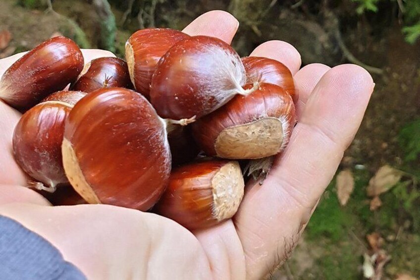 sLOVEnia MUSHROOM PICKING TOUR