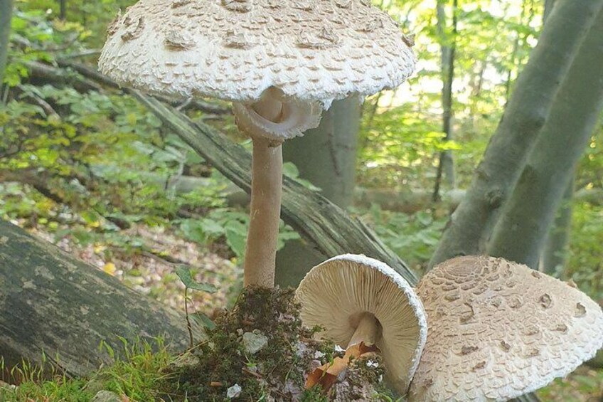 sLOVEnia MUSHROOM PICKING TOUR