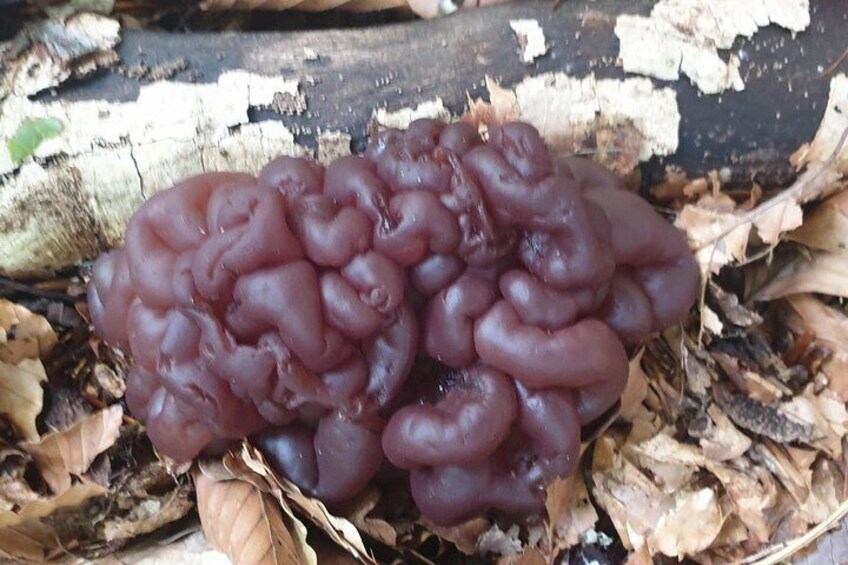 sLOVEnia MUSHROOM PICKING TOUR