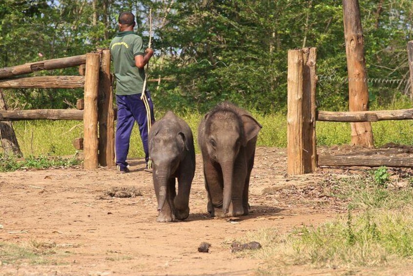 Day Trip to an Elephant Conservation and Care Center near Agra