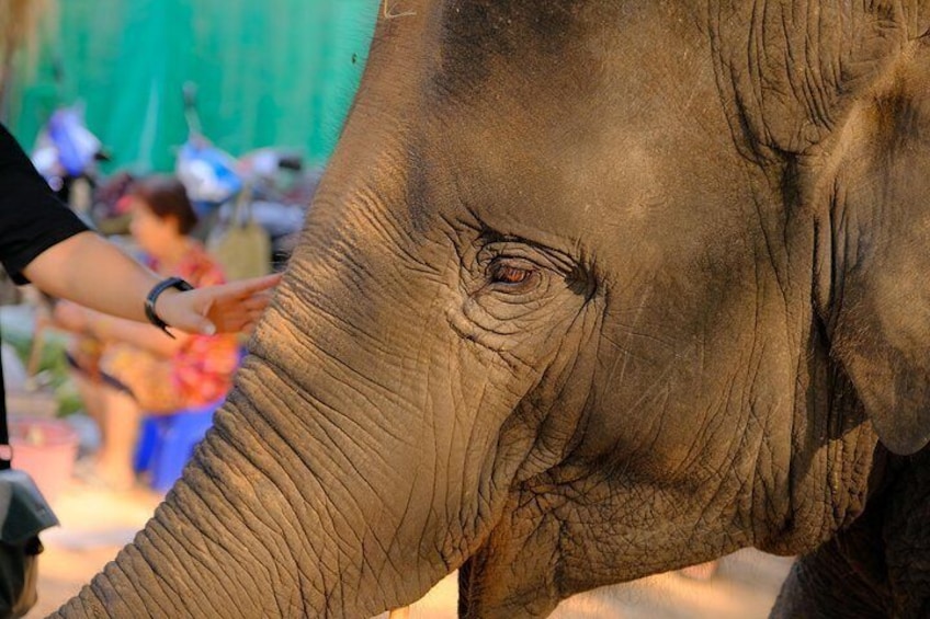 Day Trip to an Elephant Conservation and Care Center near Agra