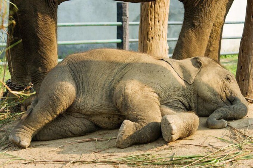 Day Trip to an Elephant Conservation and Care Center near Agra