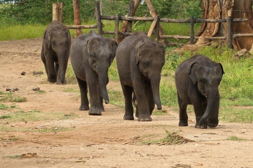 Day Trip to an Elephant Conservation and Care Center near Agra