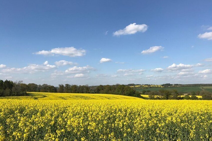 Beautiful fields in early summer