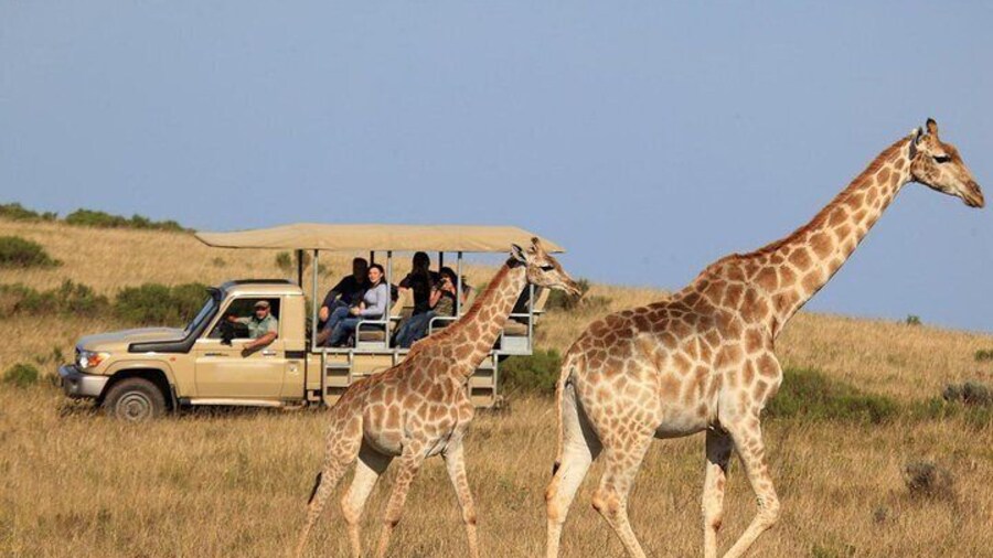 3-Day Garden Route Tour from Cape Town with Game Drive