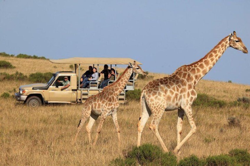 3-Day Garden Route Tour from Cape Town with Game Drive