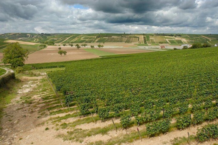 The vineyards around Sancerre