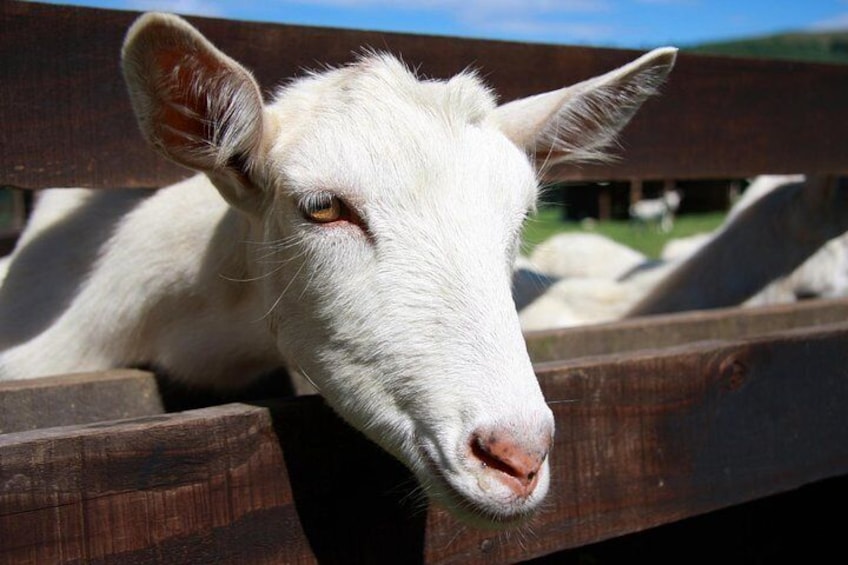 Visit a goat farm
